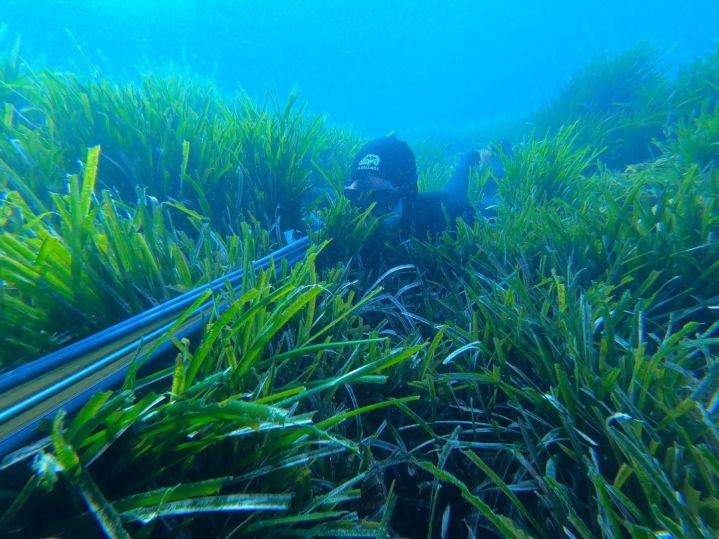 chasseur sous-marin dans posidonie