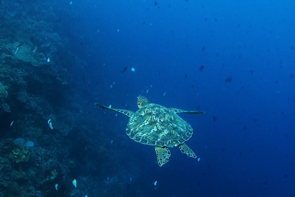 voyage apnée Bunaken